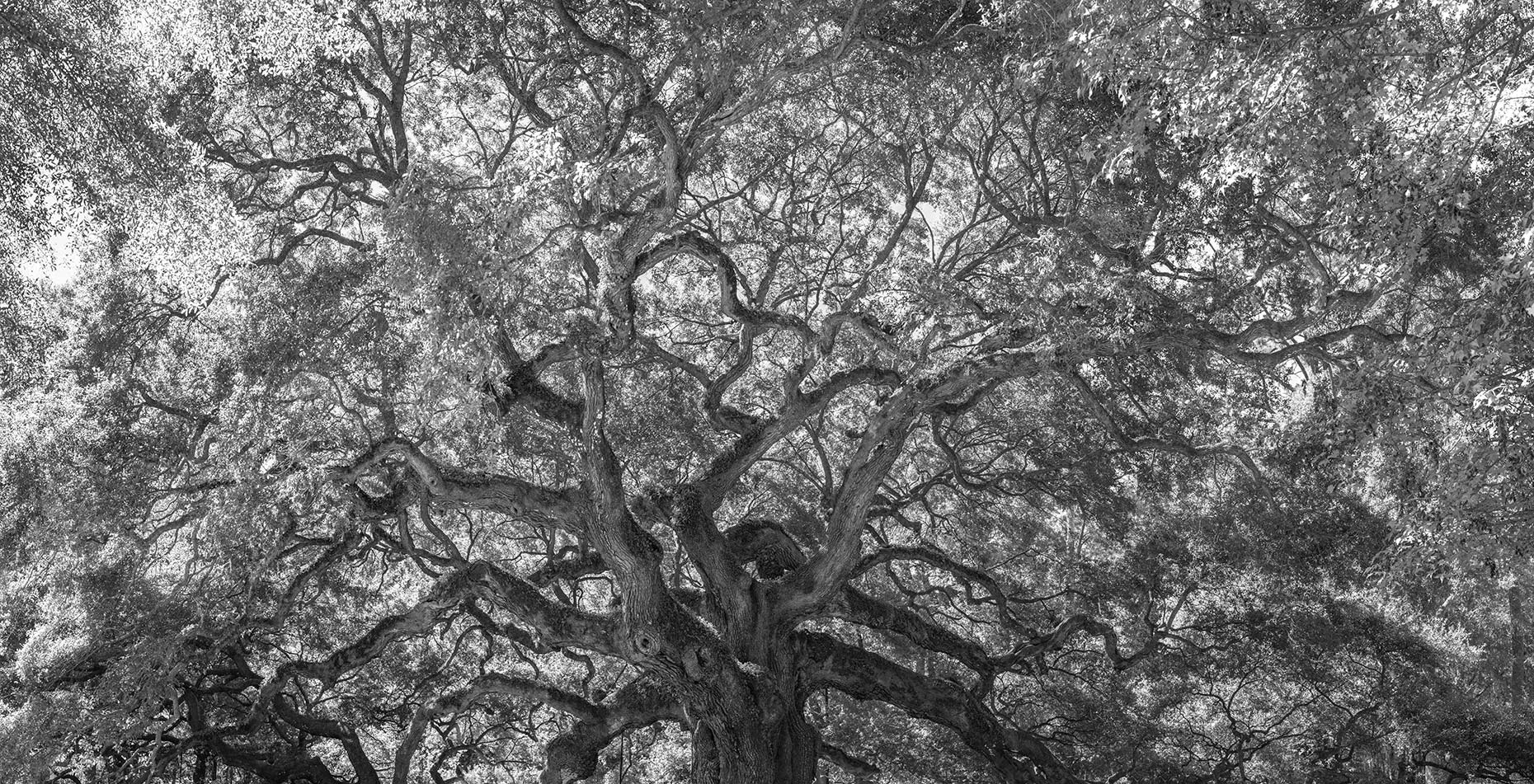 southlight_web_014_angel_oak_7363_7366